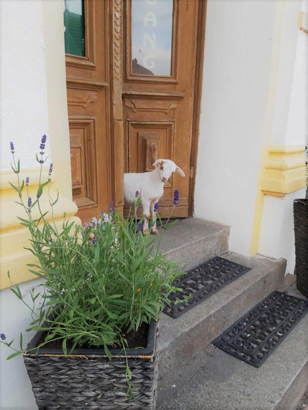 Hotel Pension Am Stadtgraben à Lübbenau Extérieur photo